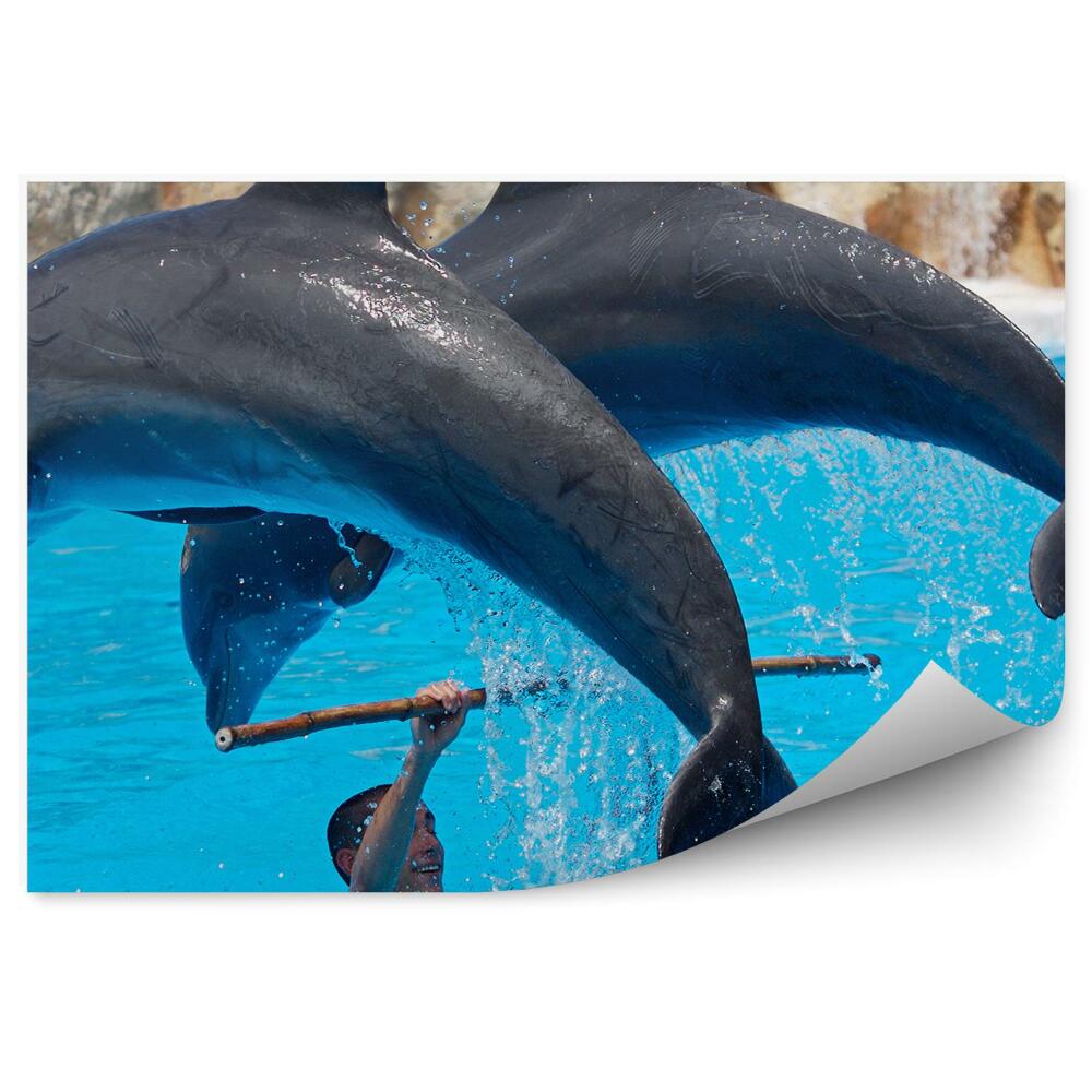 Okleina ścienna Tresowane delfiny
