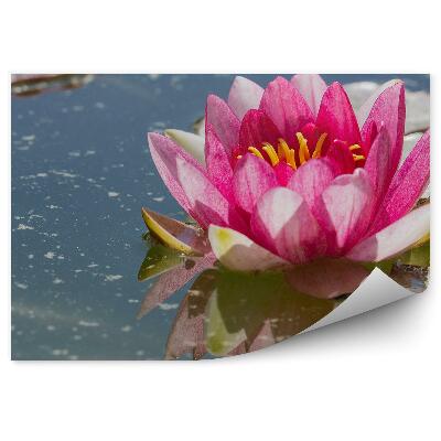 Okleina ścienna Różowa lilia woda liście