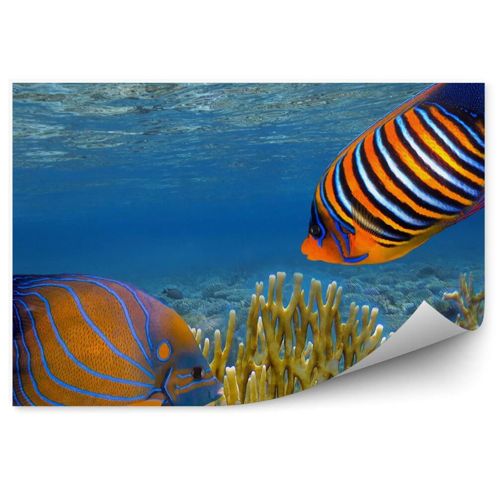 Fototapeta na ścianę Koralowiec duże ryby zbliżenie