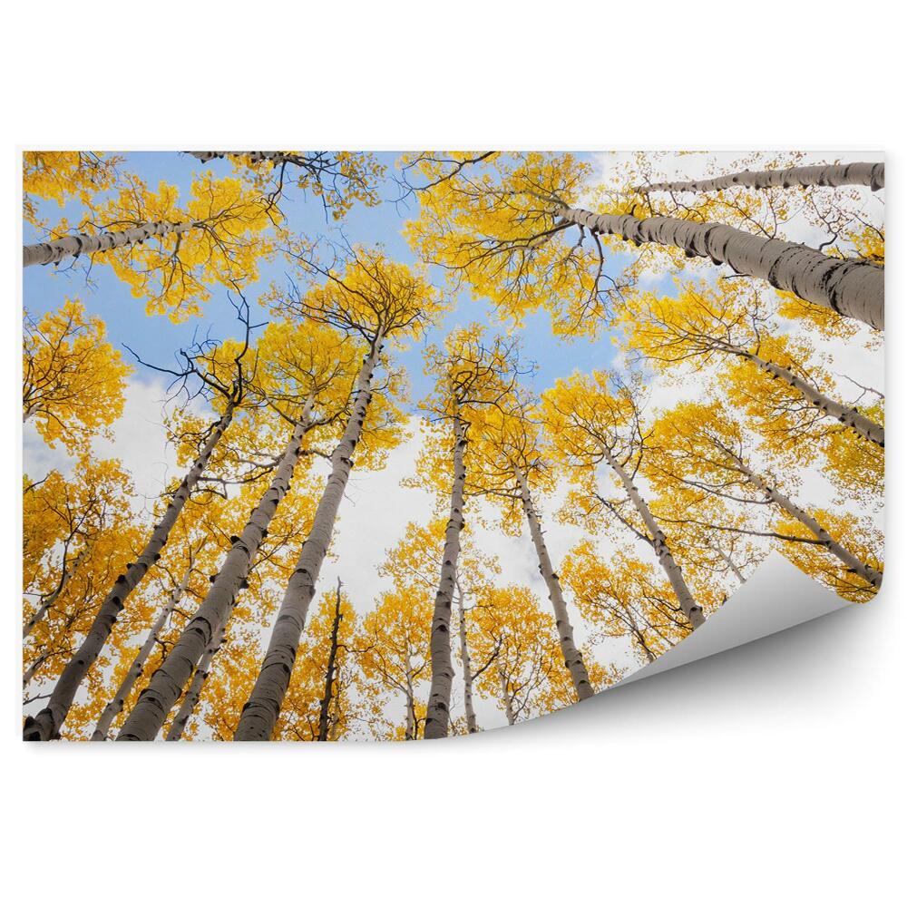 Fototapeta na ścianę Jesienny las liściasty widok na niebo