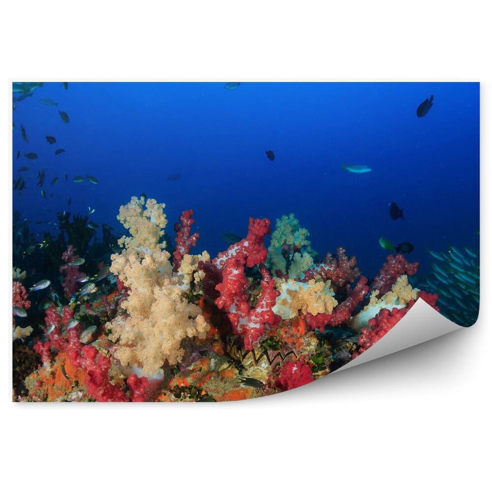 Okleina ścienna Kolorowe tropikalne rafy koralowe ryby