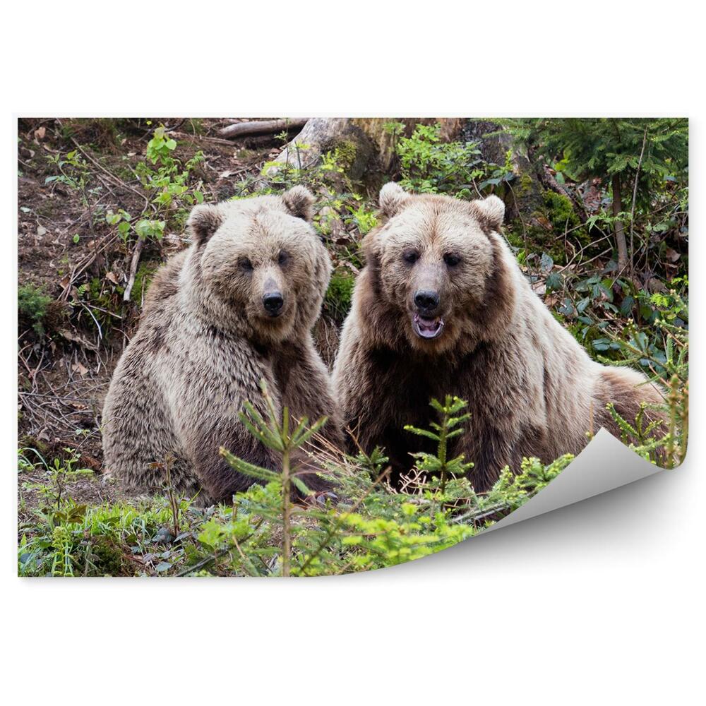 Okleina ścienna Dwa niedźwiedzie w lesie