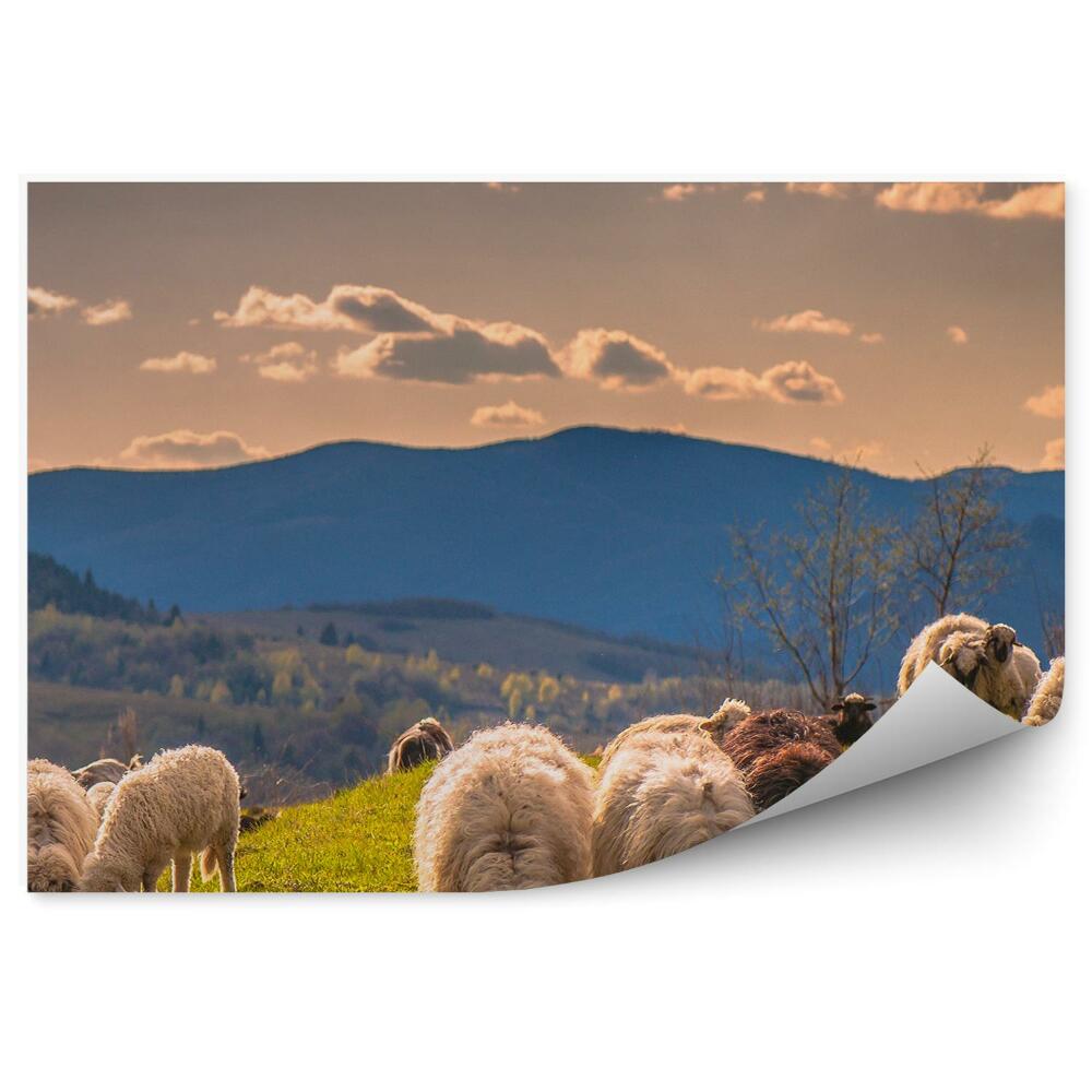 Okleina na ścianę Owce karpaty góry niebo chmury drzewa góry