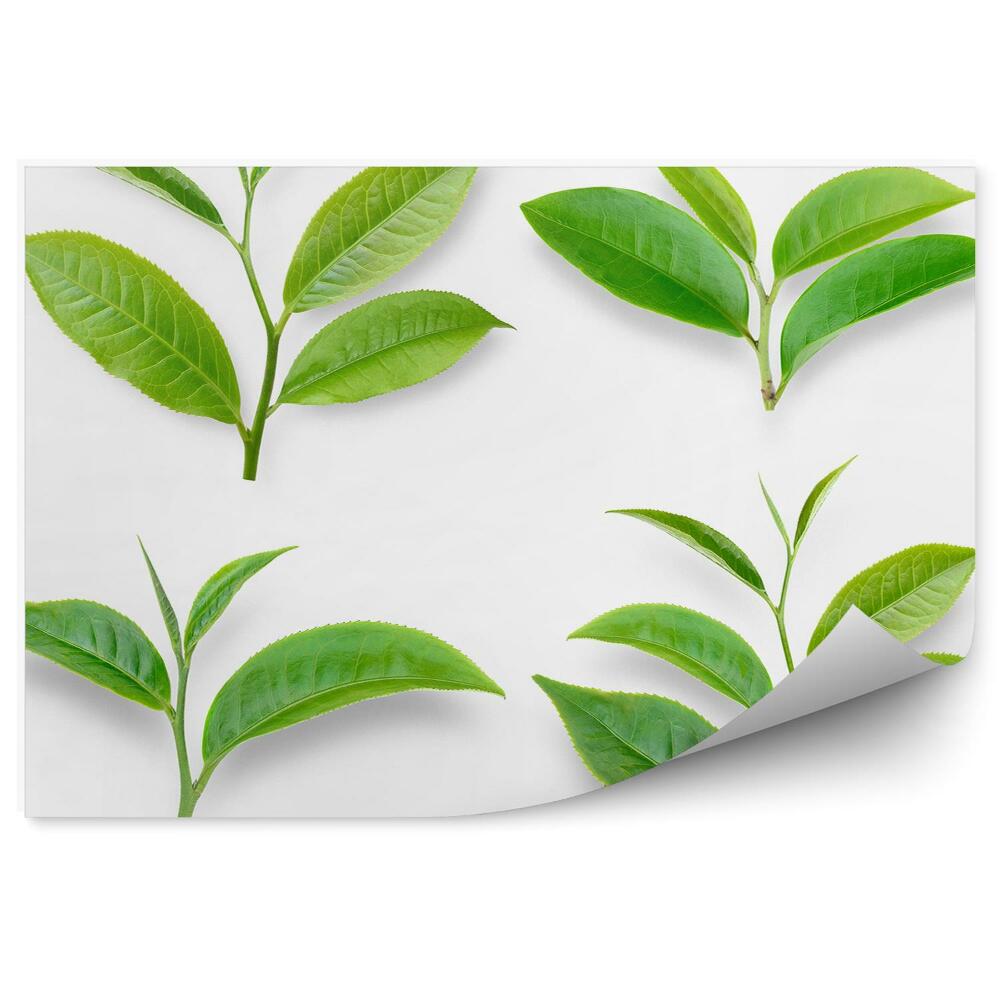 Fototapeta na ścianę Zielona herbata listki roślinki
