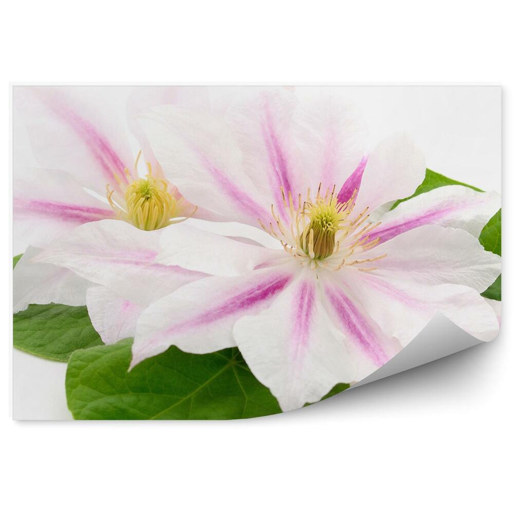 Okleina ścienna Biało - różowe kwiaty