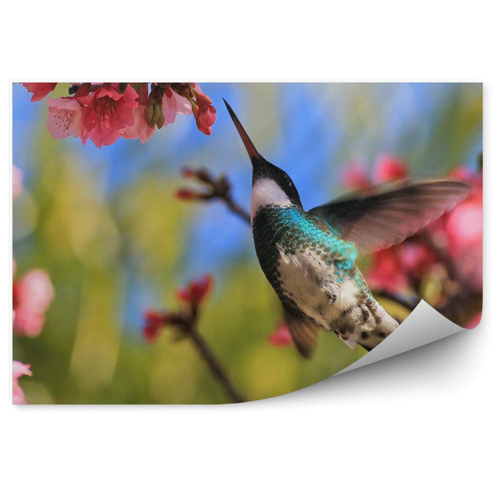 Fototapeta na ścianę Kwitnące drzewo ptak koliber lot zbliżenie