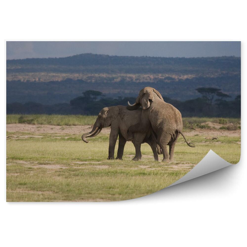 Okleina ścienna Para słoni afrykańskich na sawannie