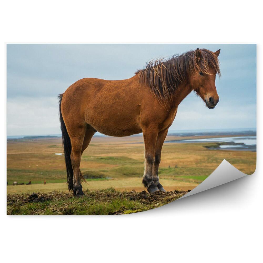 Fototapeta Brązowy koń islandzki wzgórze trawa