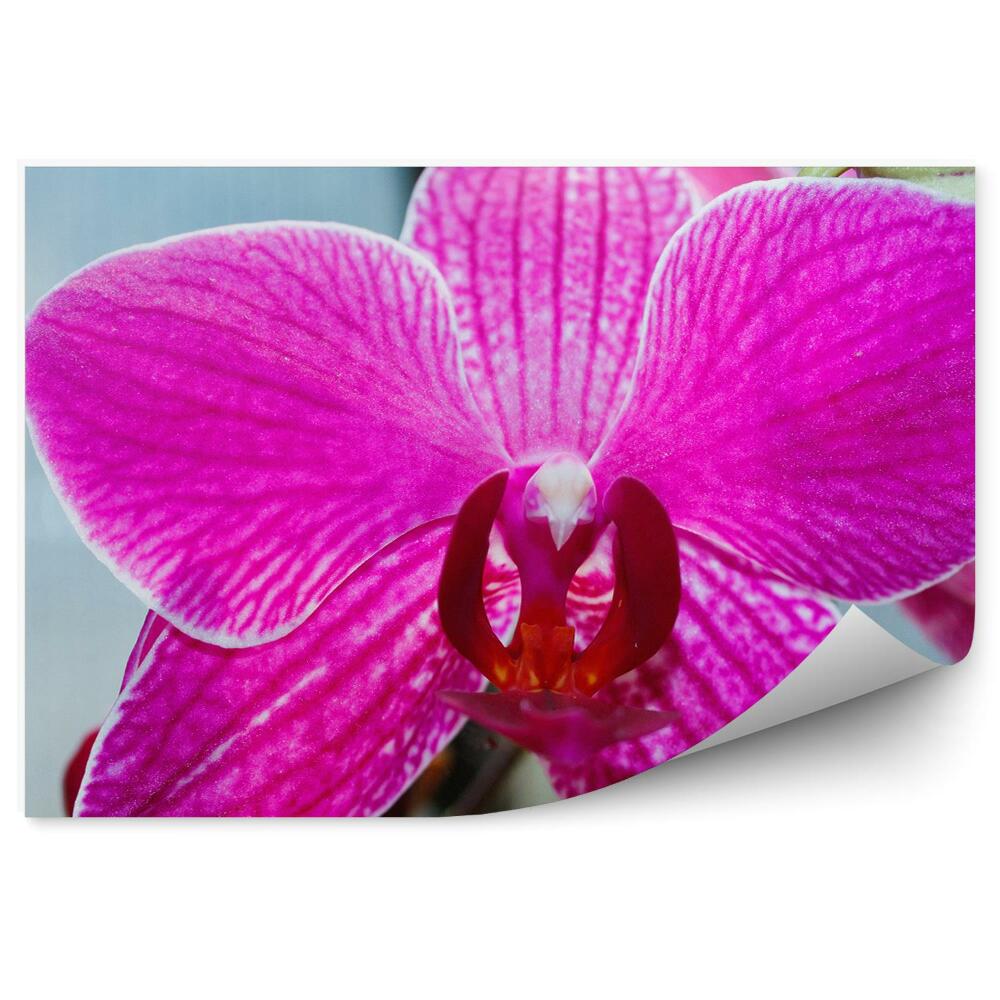 Fototapeta na ścianę Różowa orchidea