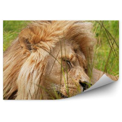 Fototapeta Republika południowej afryki odpoczywający lew