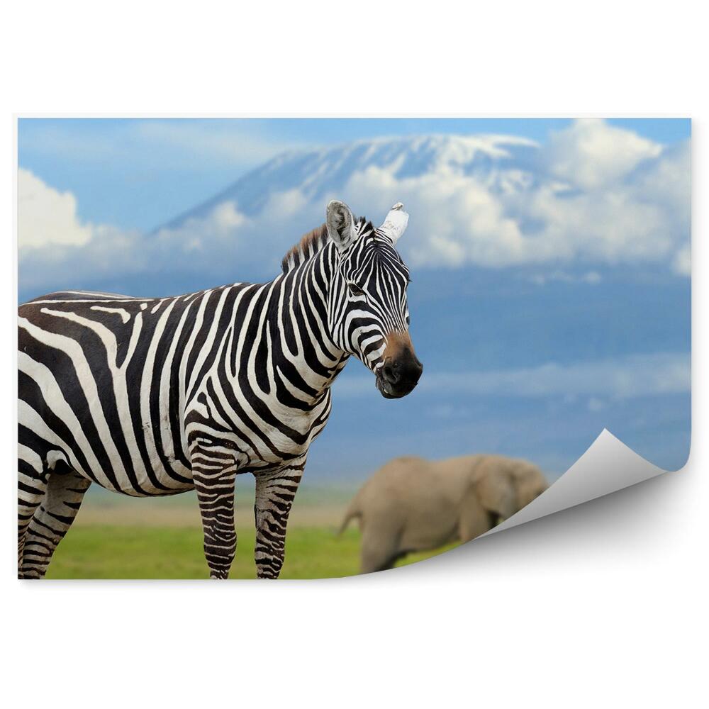 Fototapeta Zebra i słonie na tle kilimandżaro