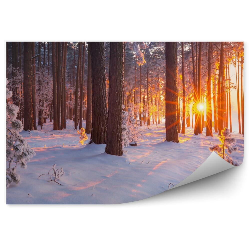 Fototapeta Zimowy las zachód słońca