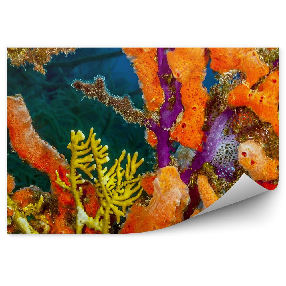 Okleina ścienna Rafa koralowa podwodny świat