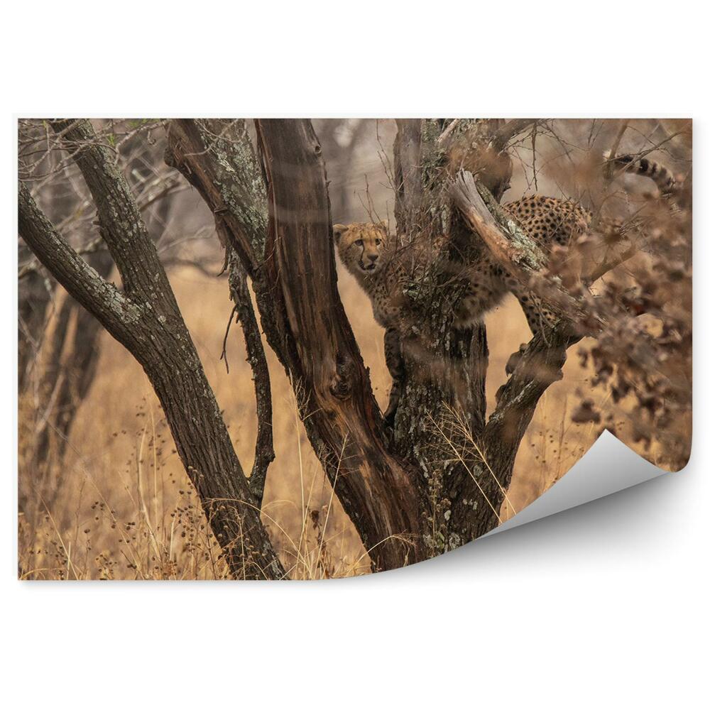 Okleina na ścianę gepard drzewo rośliny sawanna
