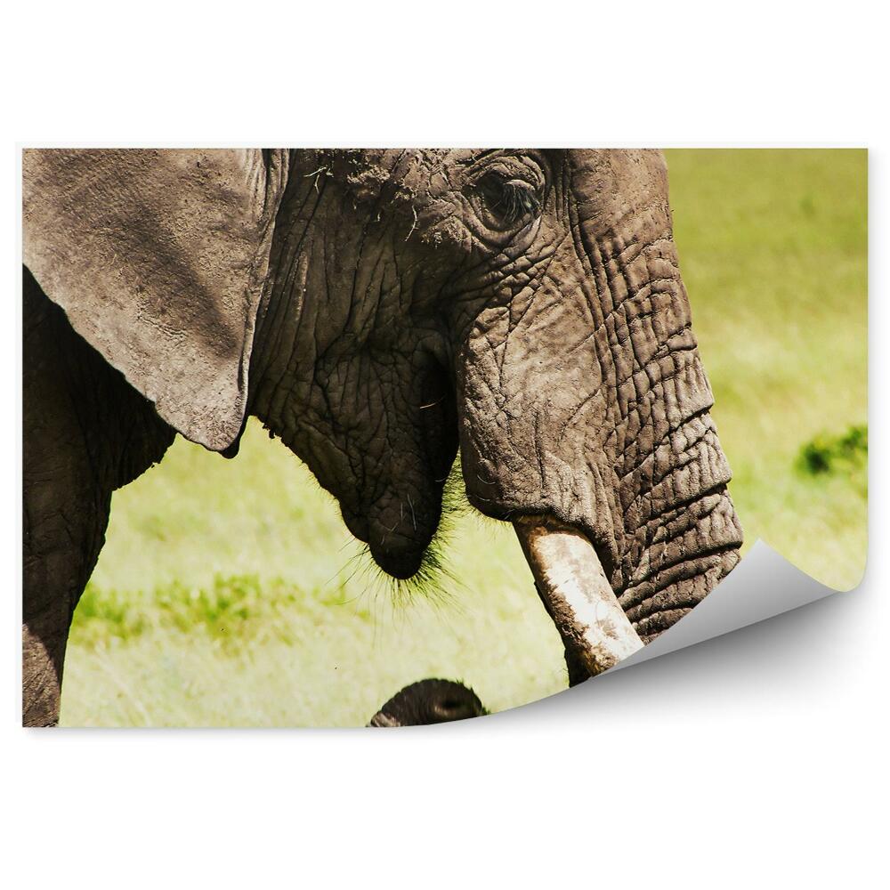 Okleina ścienna Słoń afrykański na tle sawanny zbliżenie