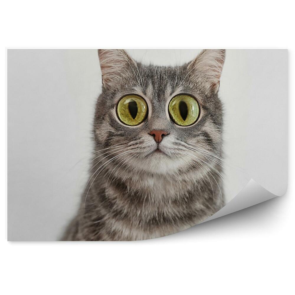 Fototapeta Szary pręgowany kot duże zielone oczy