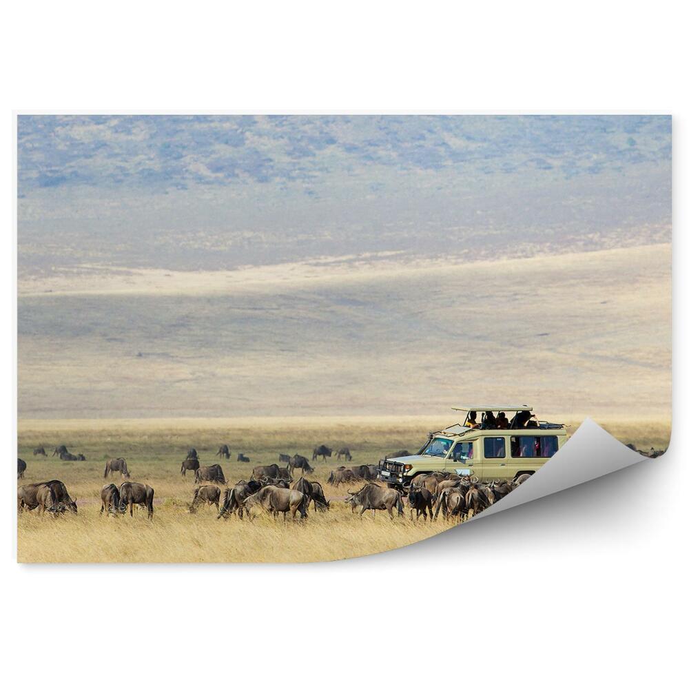 Okleina ścienna Gnu antylopy safari samochód turystyka