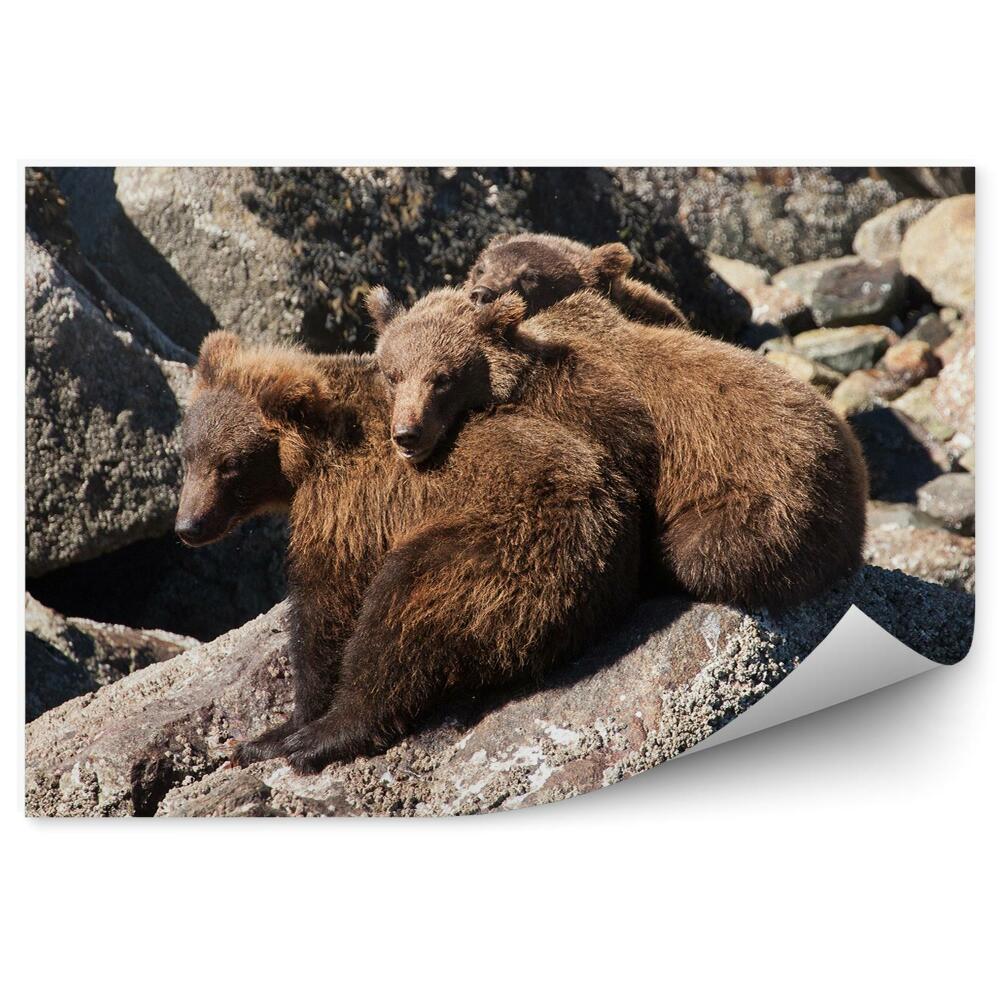 Okleina ścienna Niedźwiedzie odpoczywające na skałach
