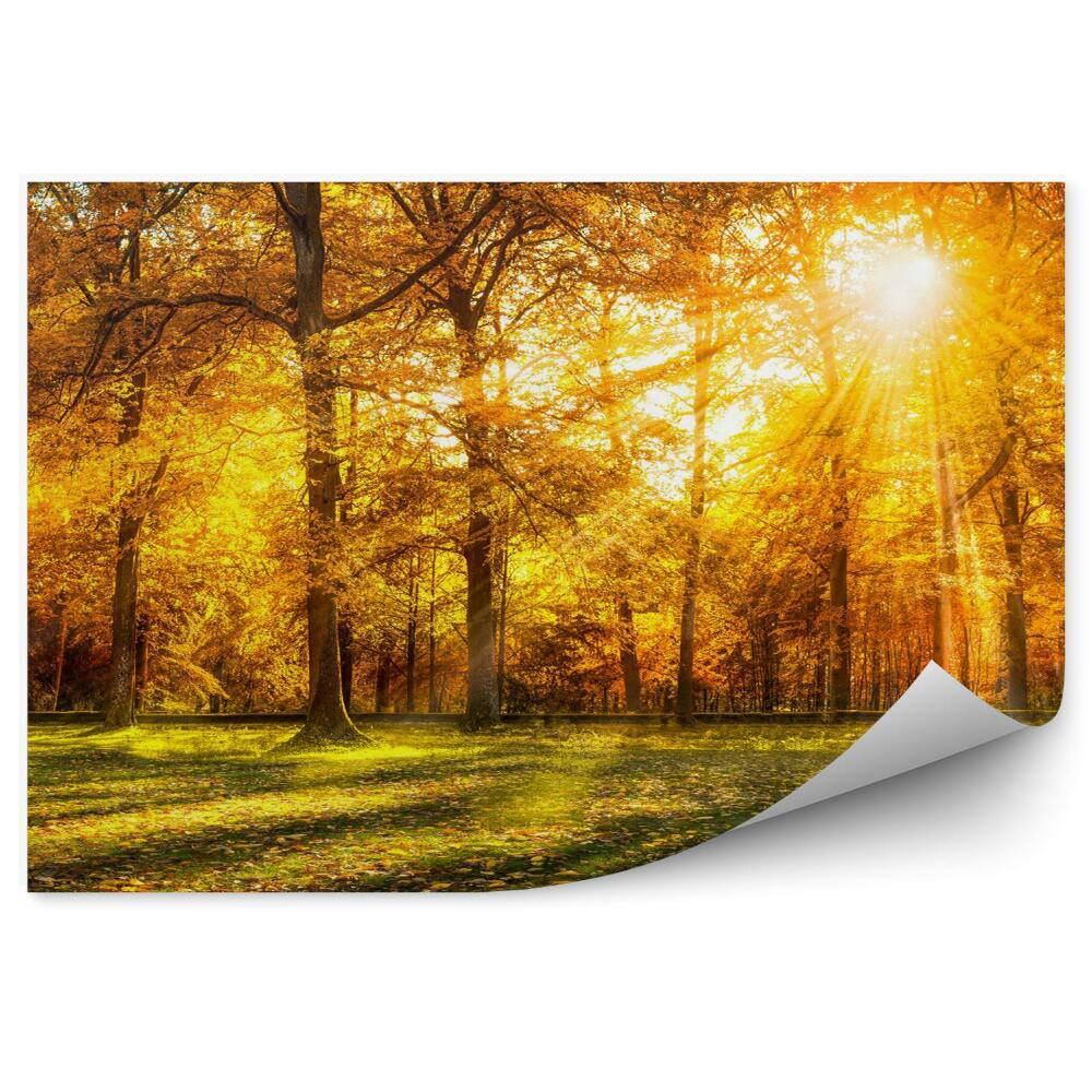Fototapeta Panorama las jesienią złote liście