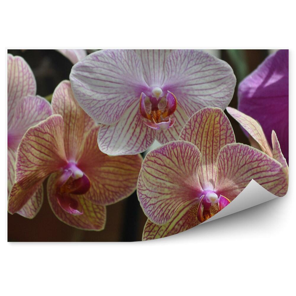 Fototapeta na ścianę Różowo białe kwiaty orchidei