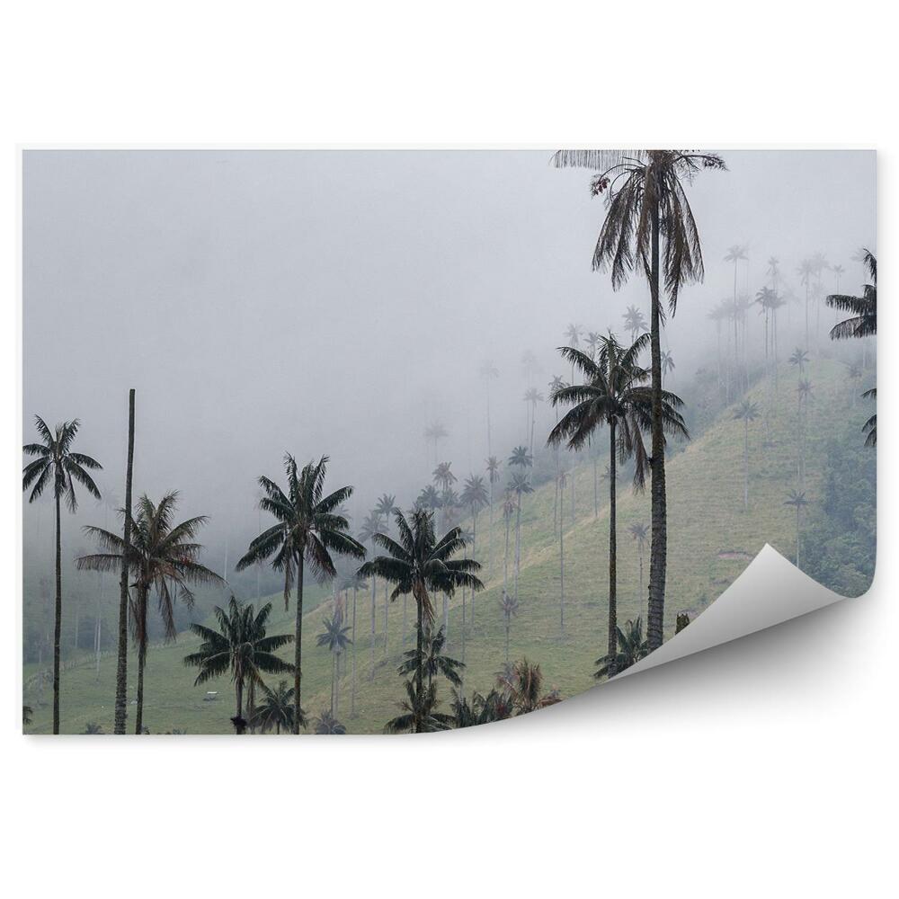 Fototapeta na ścianę Wysokie palmy mgła wzgórze