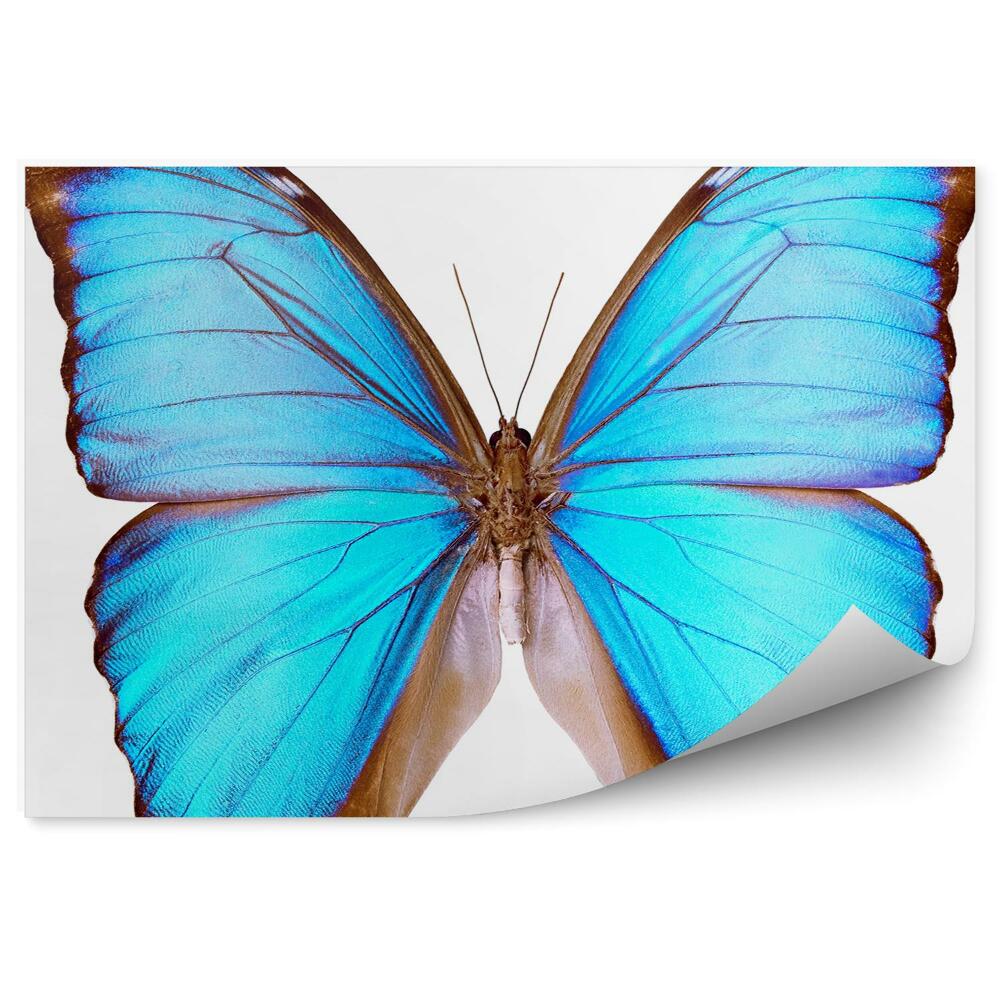 Fototapeta Błękitny motyl białe tło