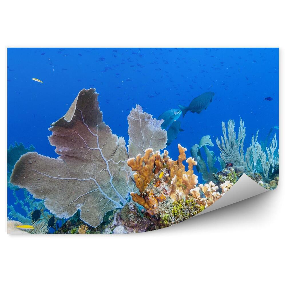 Okleina ścienna Morze karaibskie rafa koralowa ryby woda