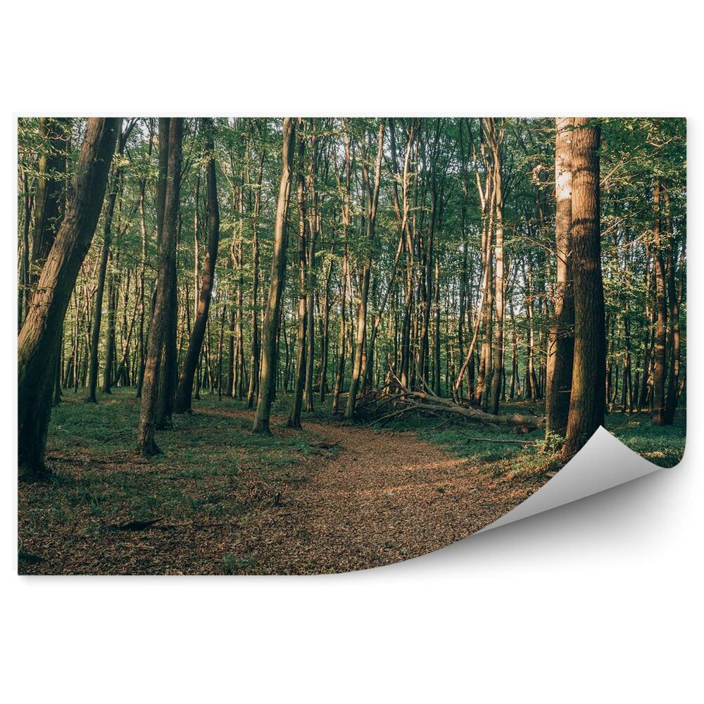 Fototapeta na ścianę Jesienny las ścieżka wśród drzew