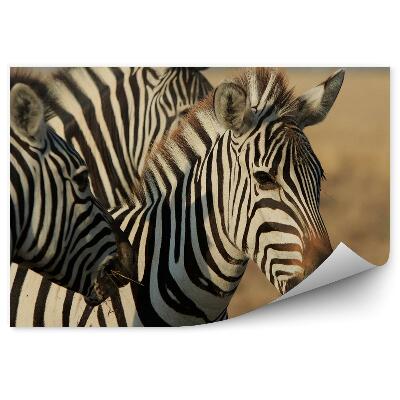 Fototapeta Zebry grupa trzech osobników