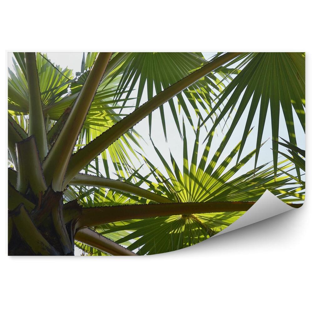 Okleina ścienna Tropikalne liście palmowe drzewo perspektywa