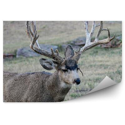 Okleina ścienna Jeleń na łące