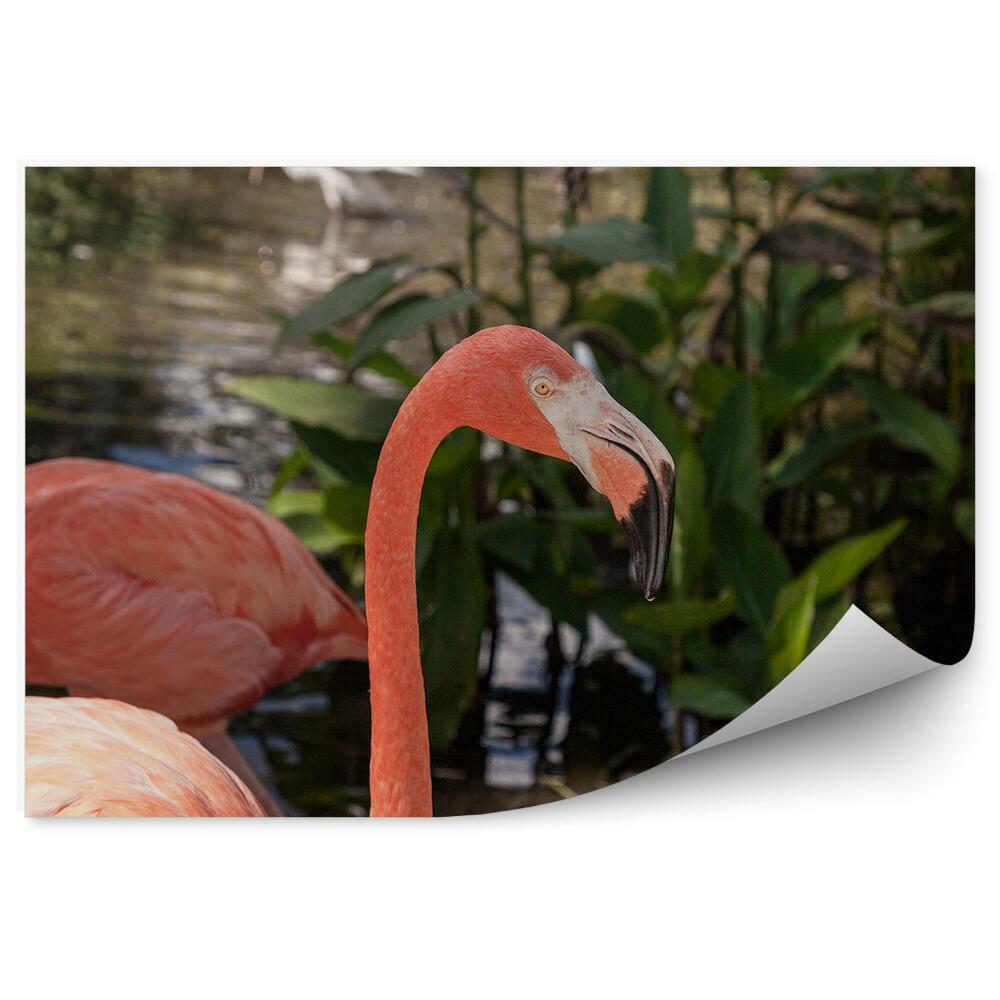 Fototapeta na ścianę flamingi ptaki rzeka drzewa Karaiby