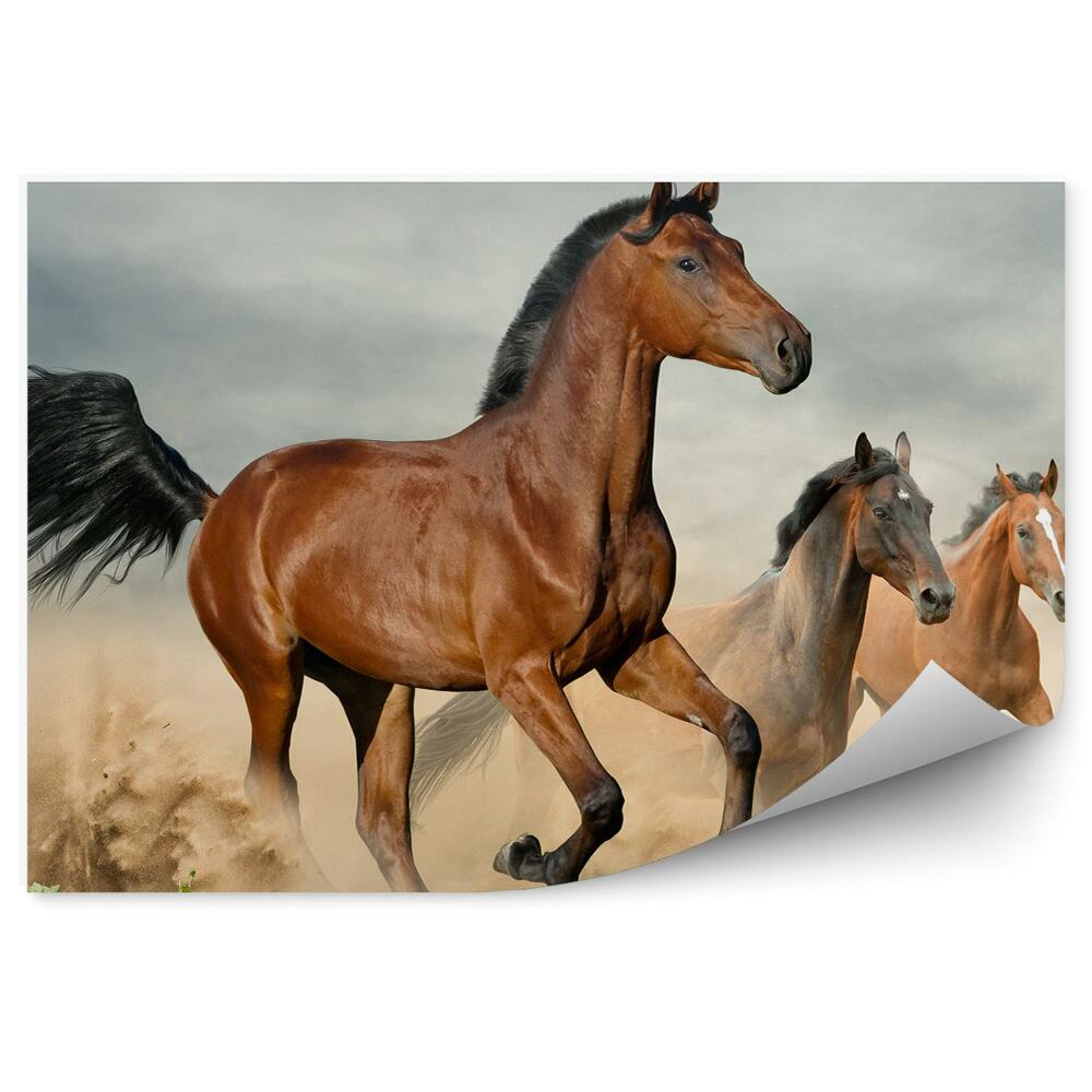 Fototapeta Dzikie brązowe konie stado piasek galop kurz dym