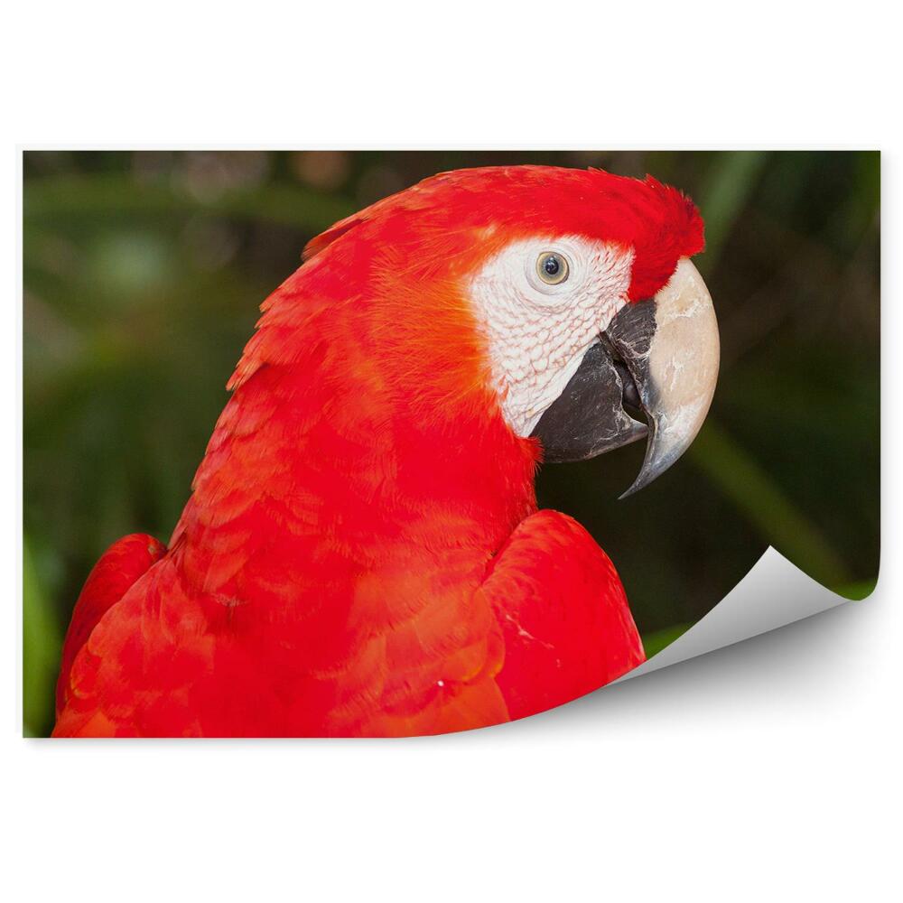 Okleina ścienna Papuga ara natura zwierzęta zieleń
