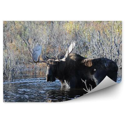 Fototapeta na ścianę Łoś staw trawy