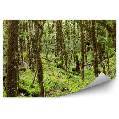 Okleina ścienna Las deszczowy