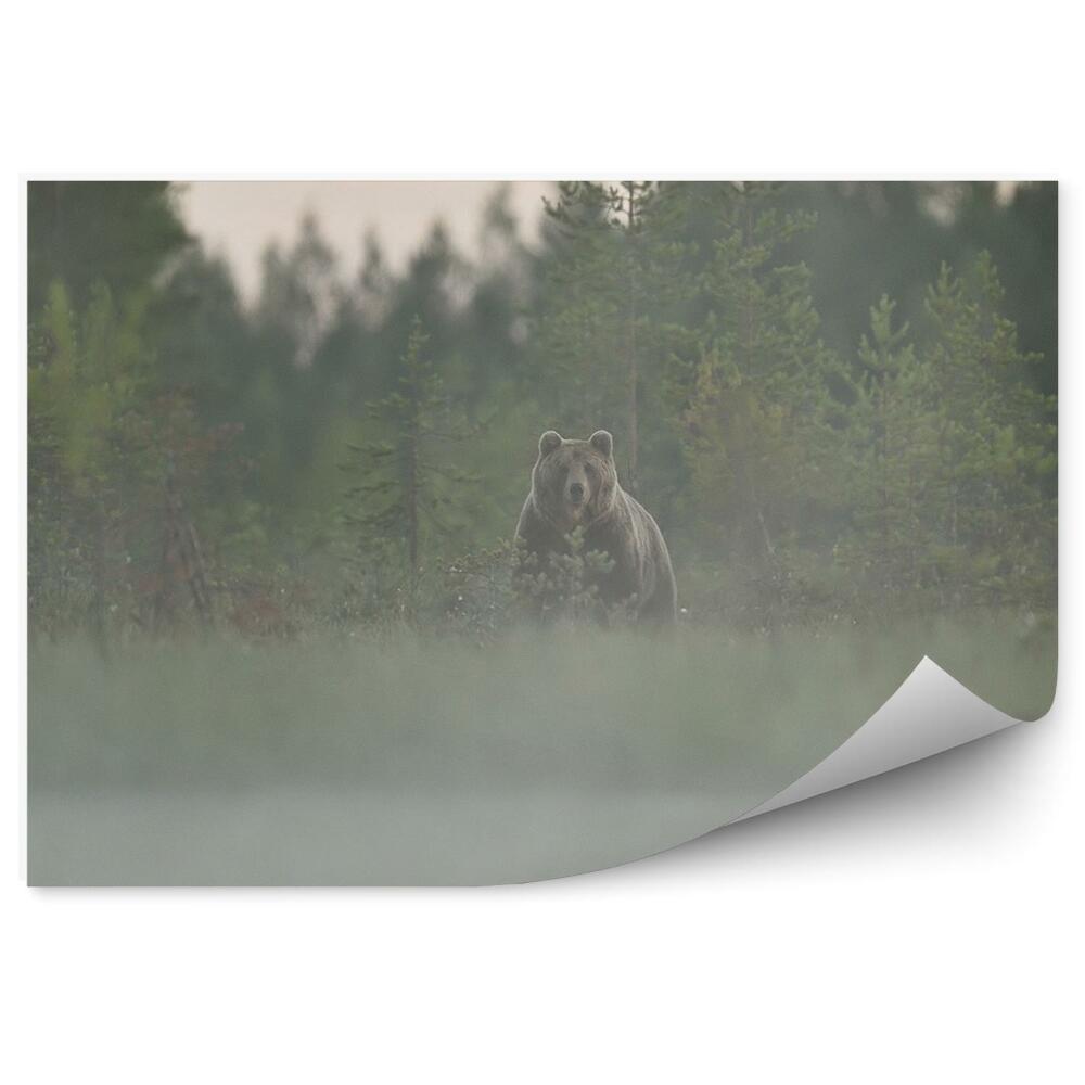 Okleina ścienna Niedźwiedź brunatny las iglasty mgła