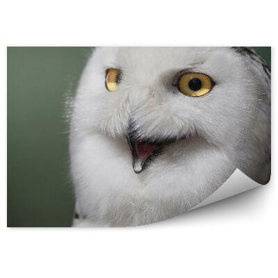 Fototapeta na ścianę Sowa śnieżna z otwartym dziobem