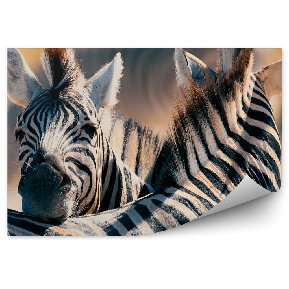 Fototapeta Zebra w buszu dzika afryka zwierzęta