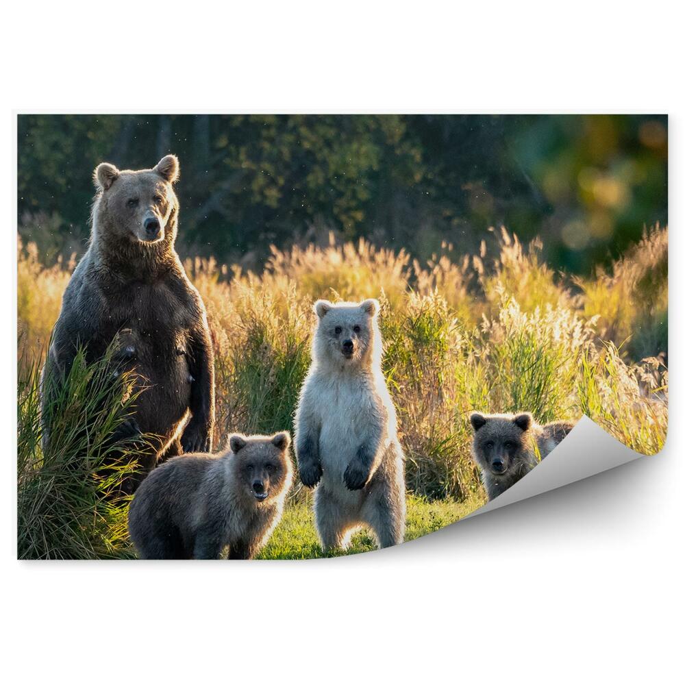 Okleina ścienna Rodzina niedźwiedzia wśród wysokich traw