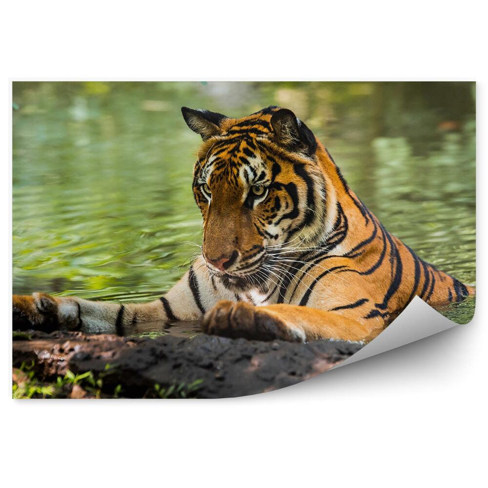Fototapeta Tygrys w wodzie
