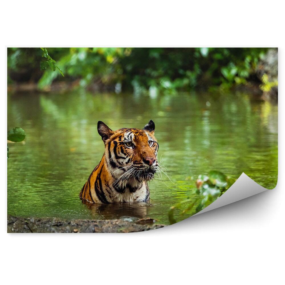 Okleina ścienna Las tropikalny tygrys woda kąpiel roślinność