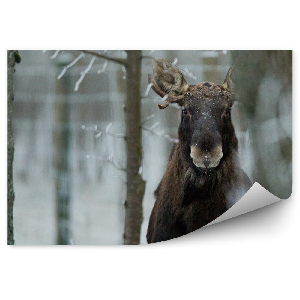 Fototapeta na ścianę Łoś zimowy las