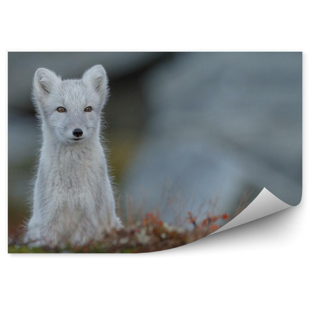 Fotopeta Mały lis polarny natura norwegia