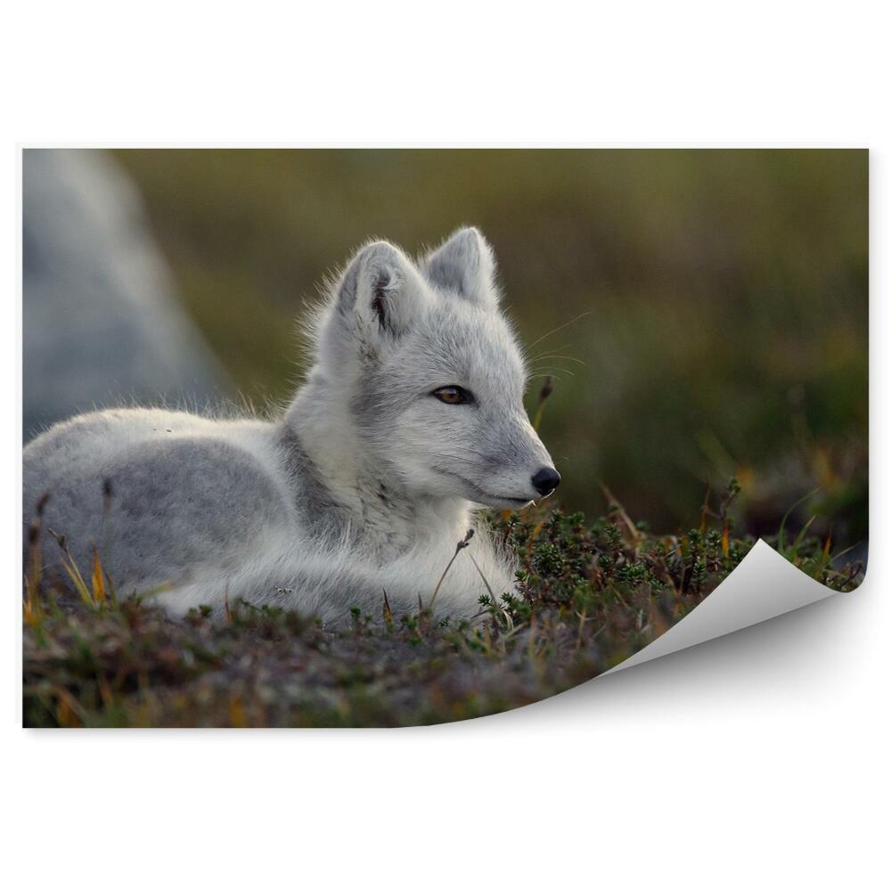 Fotopeta Lis polarny zwierze natura norwegia