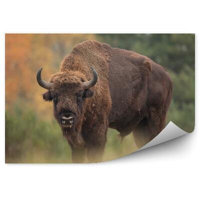 Okleina ścienna Żubr na tle jesiennego lasu