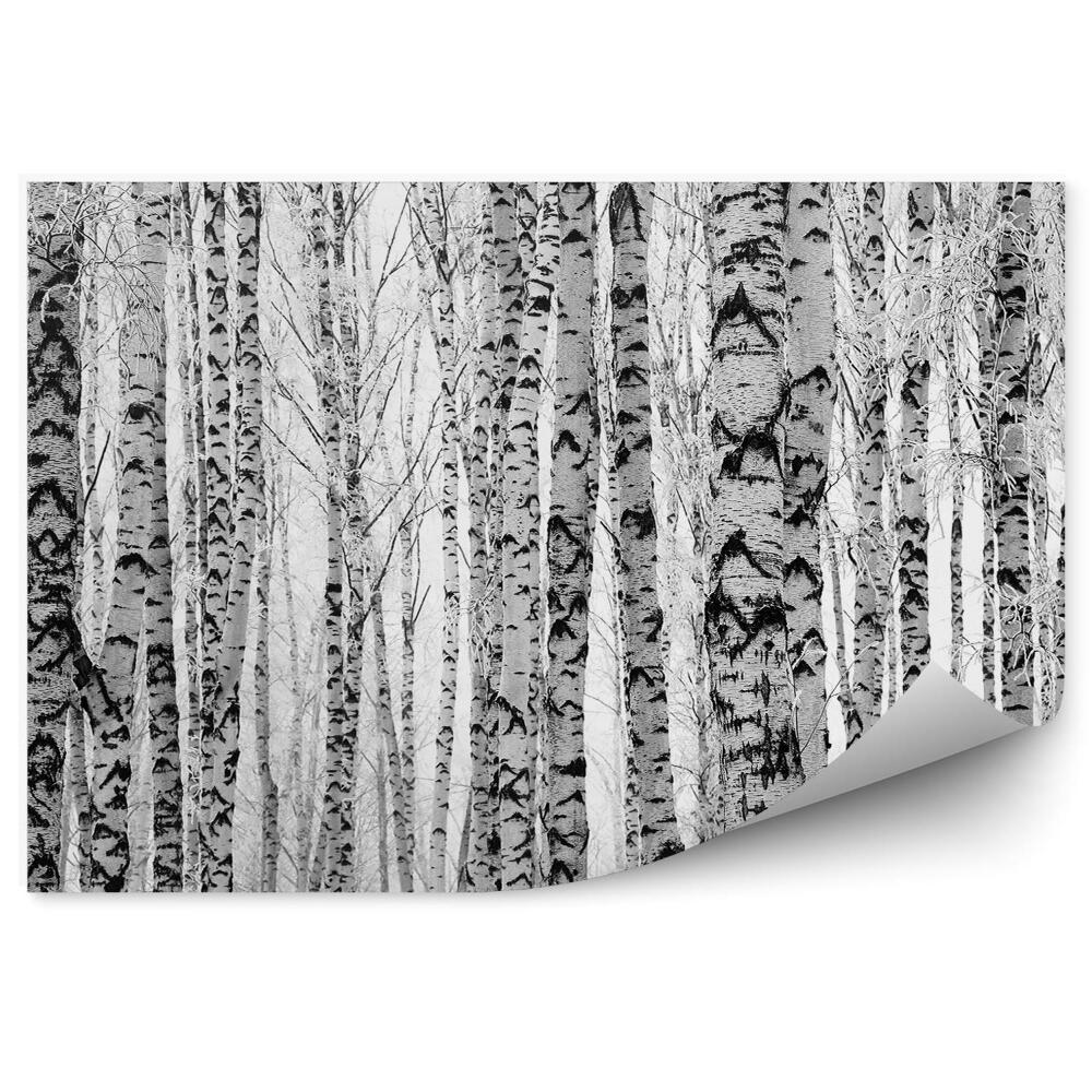 Okleina ścienna Czarno-białe zdjęcie brzozy konary zima mgła