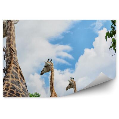 Okleina ścienna Żyrafy na tle nieba