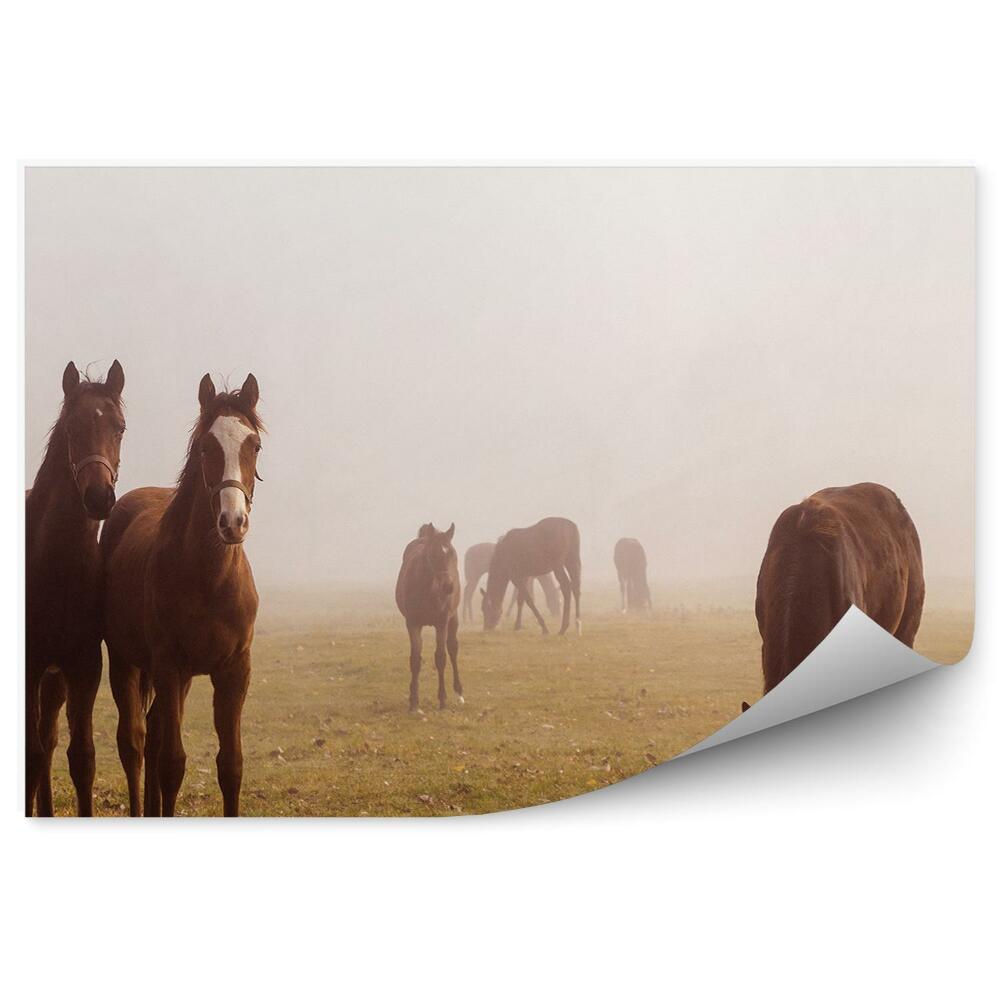 Fototapeta Pastwisko stado brązowych koni poranek mgła