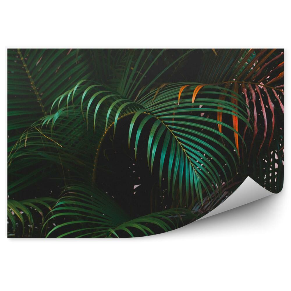 Fototapeta na ścianę Liście palmowe kolory zbliżenie